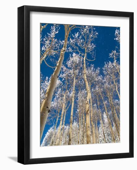 Snow Covered Trees in the Wintery Rocky Mountains, Colorado-Howard Newcomb-Framed Photographic Print