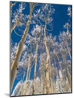 Snow Covered Trees in the Wintery Rocky Mountains, Colorado-Howard Newcomb-Mounted Photographic Print