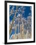 Snow Covered Trees in the Wintery Rocky Mountains, Colorado-Howard Newcomb-Framed Photographic Print