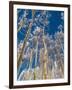 Snow Covered Trees in the Wintery Rocky Mountains, Colorado-Howard Newcomb-Framed Photographic Print