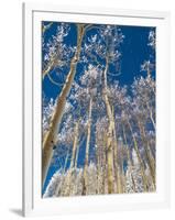 Snow Covered Trees in the Wintery Rocky Mountains, Colorado-Howard Newcomb-Framed Photographic Print