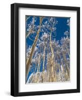 Snow Covered Trees in the Wintery Rocky Mountains, Colorado-Howard Newcomb-Framed Photographic Print