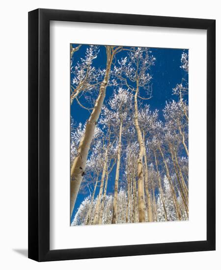 Snow Covered Trees in the Wintery Rocky Mountains, Colorado-Howard Newcomb-Framed Photographic Print