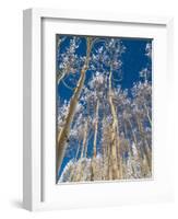 Snow Covered Trees in the Wintery Rocky Mountains, Colorado-Howard Newcomb-Framed Photographic Print