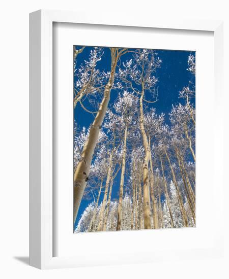 Snow Covered Trees in the Wintery Rocky Mountains, Colorado-Howard Newcomb-Framed Photographic Print