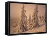 Snow-Covered Trees in Winter at Sunset-Marcus Lange-Framed Stretched Canvas