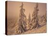 Snow-Covered Trees in Winter at Sunset-Marcus Lange-Stretched Canvas