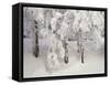 Snow-Covered Trees in Winter, Feldberg Mountain, Black Forest, Baden Wurttemberg, Germany, Europe-Marcus Lange-Framed Stretched Canvas