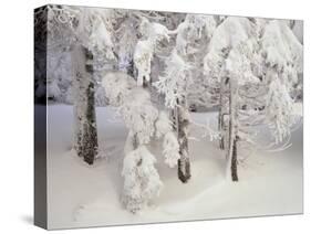 Snow-Covered Trees in Winter, Feldberg Mountain, Black Forest, Baden Wurttemberg, Germany, Europe-Marcus Lange-Stretched Canvas