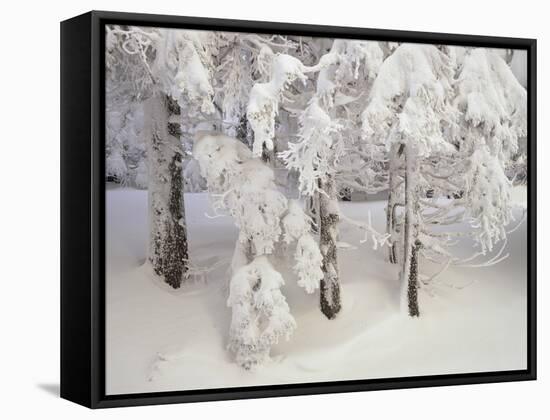 Snow-Covered Trees in Winter, Feldberg Mountain, Black Forest, Baden Wurttemberg, Germany, Europe-Marcus Lange-Framed Stretched Canvas