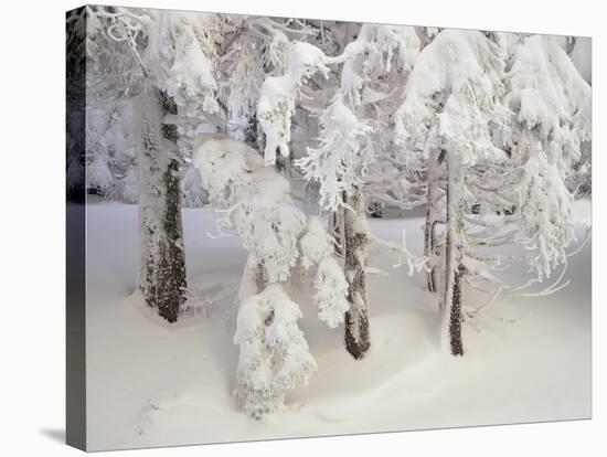 Snow-Covered Trees in Winter, Feldberg Mountain, Black Forest, Baden Wurttemberg, Germany, Europe-Marcus Lange-Stretched Canvas
