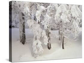 Snow-Covered Trees in Winter, Feldberg Mountain, Black Forest, Baden Wurttemberg, Germany, Europe-Marcus Lange-Stretched Canvas