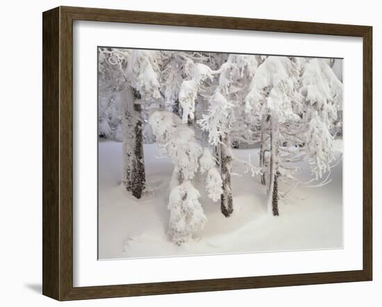 Snow-Covered Trees in Winter, Feldberg Mountain, Black Forest, Baden Wurttemberg, Germany, Europe-Marcus Lange-Framed Photographic Print