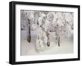 Snow-Covered Trees in Winter, Feldberg Mountain, Black Forest, Baden Wurttemberg, Germany, Europe-Marcus Lange-Framed Photographic Print