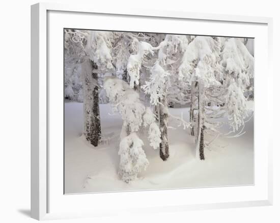 Snow-Covered Trees in Winter, Feldberg Mountain, Black Forest, Baden Wurttemberg, Germany, Europe-Marcus Lange-Framed Photographic Print