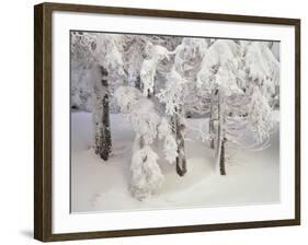 Snow-Covered Trees in Winter, Feldberg Mountain, Black Forest, Baden Wurttemberg, Germany, Europe-Marcus Lange-Framed Photographic Print