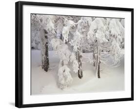 Snow-Covered Trees in Winter, Feldberg Mountain, Black Forest, Baden Wurttemberg, Germany, Europe-Marcus Lange-Framed Photographic Print