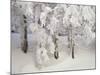 Snow-Covered Trees in Winter, Feldberg Mountain, Black Forest, Baden Wurttemberg, Germany, Europe-Marcus Lange-Mounted Photographic Print