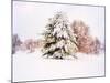 Snow Covered Trees in Winter Landscape-Jan Lakey-Mounted Photographic Print
