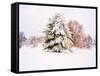 Snow Covered Trees in Winter Landscape-Jan Lakey-Framed Stretched Canvas