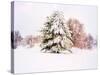 Snow Covered Trees in Winter Landscape-Jan Lakey-Stretched Canvas