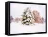 Snow Covered Trees in Winter Landscape-Jan Lakey-Framed Stretched Canvas