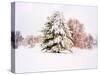 Snow Covered Trees in Winter Landscape-Jan Lakey-Stretched Canvas