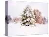 Snow Covered Trees in Winter Landscape-Jan Lakey-Stretched Canvas