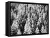 Snow-Covered Trees in Winter-Marcus Lange-Framed Stretched Canvas