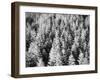 Snow-Covered Trees in Winter-Marcus Lange-Framed Photographic Print