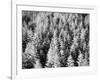 Snow-Covered Trees in Winter-Marcus Lange-Framed Photographic Print