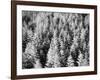 Snow-Covered Trees in Winter-Marcus Lange-Framed Photographic Print