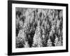 Snow-Covered Trees in Winter-Marcus Lange-Framed Photographic Print