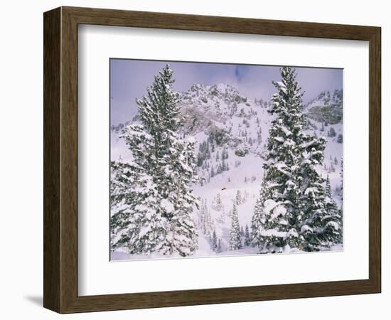 Snow covered trees on a mountain, Utah, USA-Panoramic Images-Framed Photographic Print