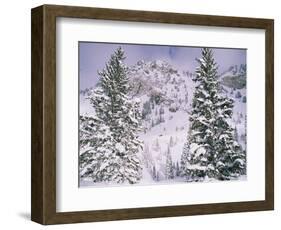 Snow covered trees on a mountain, Utah, USA-Panoramic Images-Framed Photographic Print