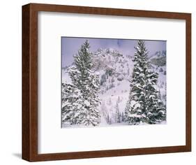 Snow covered trees on a mountain, Utah, USA-Panoramic Images-Framed Photographic Print