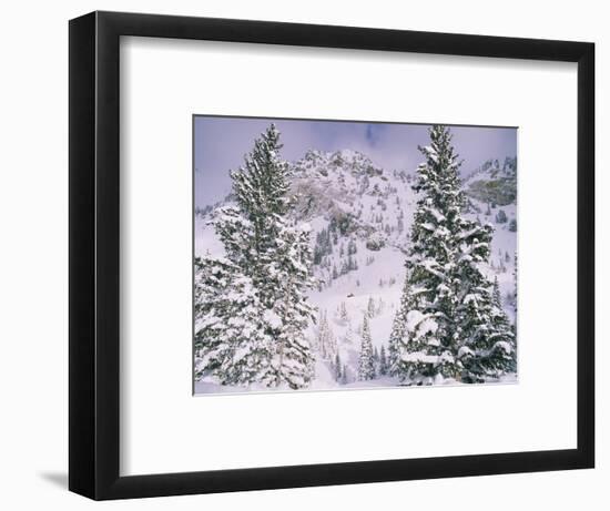 Snow covered trees on a mountain, Utah, USA-Panoramic Images-Framed Photographic Print