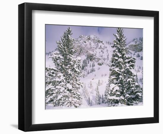 Snow covered trees on a mountain, Utah, USA-Panoramic Images-Framed Photographic Print