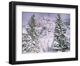 Snow covered trees on a mountain, Utah, USA-Panoramic Images-Framed Photographic Print