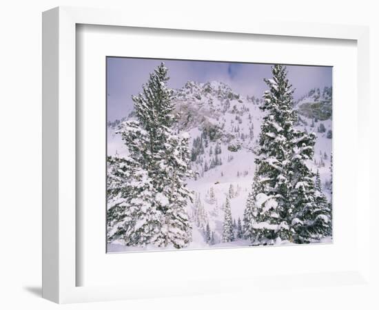 Snow covered trees on a mountain, Utah, USA-Panoramic Images-Framed Photographic Print