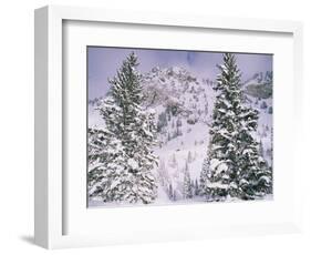 Snow covered trees on a mountain, Utah, USA-Panoramic Images-Framed Photographic Print