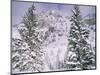 Snow covered trees on a mountain, Utah, USA-Panoramic Images-Mounted Photographic Print