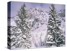 Snow covered trees on a mountain, Utah, USA-Panoramic Images-Stretched Canvas