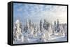 Snow Covered Trees, Riisitunturi National Park, Lapland, Finland-Peter Adams-Framed Stretched Canvas