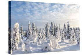 Snow Covered Trees, Riisitunturi National Park, Lapland, Finland-Peter Adams-Stretched Canvas
