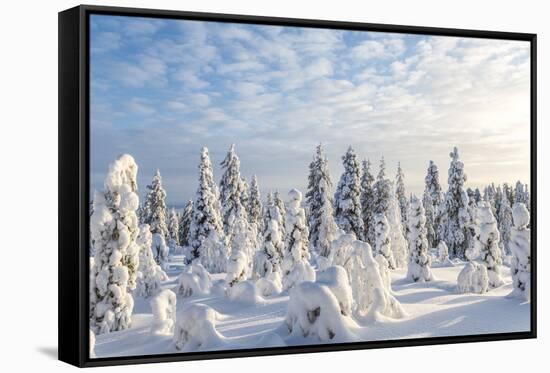 Snow Covered Trees, Riisitunturi National Park, Lapland, Finland-Peter Adams-Framed Stretched Canvas