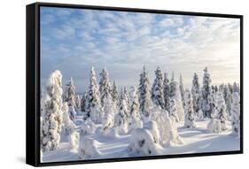 Snow Covered Trees, Riisitunturi National Park, Lapland, Finland-Peter Adams-Framed Stretched Canvas