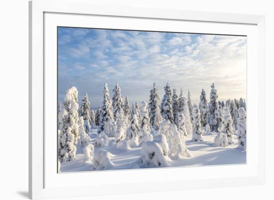 Snow Covered Trees, Riisitunturi National Park, Lapland, Finland-Peter Adams-Framed Photographic Print