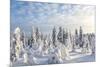 Snow Covered Trees, Riisitunturi National Park, Lapland, Finland-Peter Adams-Mounted Photographic Print