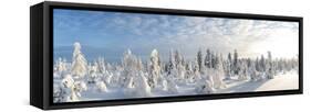 Snow Covered Trees, Riisitunturi National Park, Lapland, Finland-Peter Adams-Framed Stretched Canvas